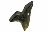 Serrated, Fossil Shark (Hemipristis) Tooth #170448-1